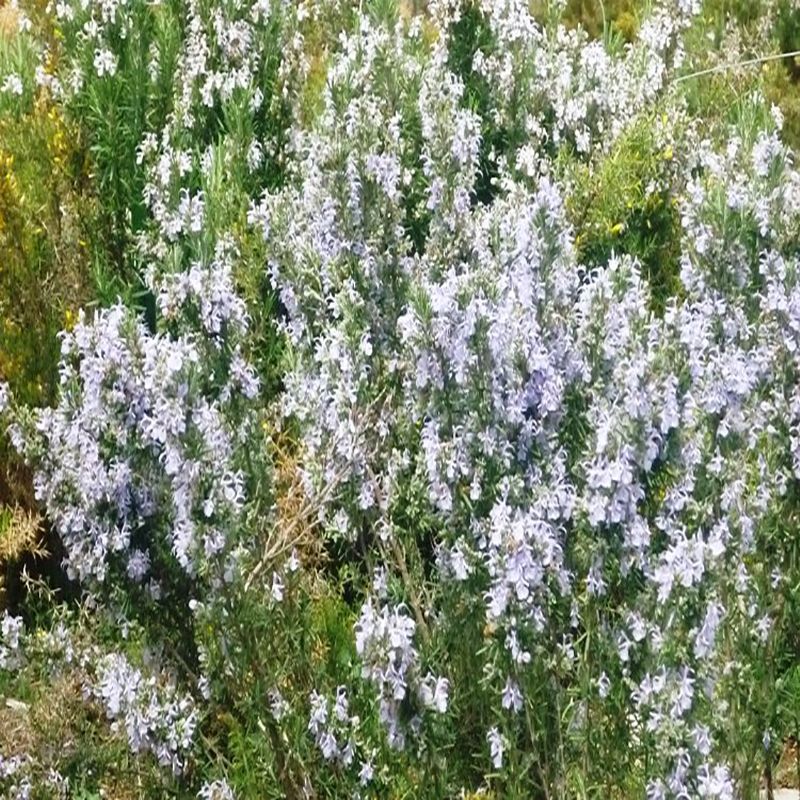 Species of Morella